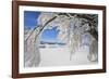 bowed snowy beech, Schauinsland, Black Forest, Baden-Wurttemberg, Germany-Markus Lange-Framed Photographic Print