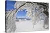 bowed snowy beech, Schauinsland, Black Forest, Baden-Wurttemberg, Germany-Markus Lange-Stretched Canvas