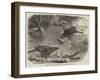 Bower Birds in the Menagerie of the Zoological Society-null-Framed Giclee Print