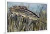 Bowfin (Amia Calva), Amiidae, Drawing-null-Framed Giclee Print