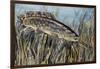 Bowfin (Amia Calva), Amiidae, Drawing-null-Framed Giclee Print