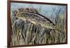 Bowfin (Amia Calva), Amiidae, Drawing-null-Framed Giclee Print