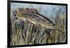 Bowfin (Amia Calva), Amiidae, Drawing-null-Framed Giclee Print