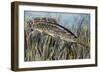 Bowfin (Amia Calva), Amiidae, Drawing-null-Framed Giclee Print