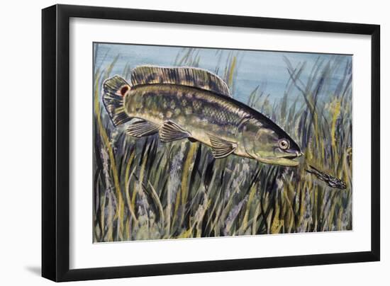 Bowfin (Amia Calva), Amiidae, Drawing-null-Framed Giclee Print