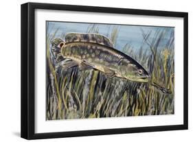 Bowfin (Amia Calva), Amiidae, Drawing-null-Framed Giclee Print