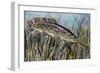 Bowfin (Amia Calva), Amiidae, Drawing-null-Framed Giclee Print