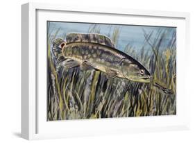 Bowfin (Amia Calva), Amiidae, Drawing-null-Framed Giclee Print