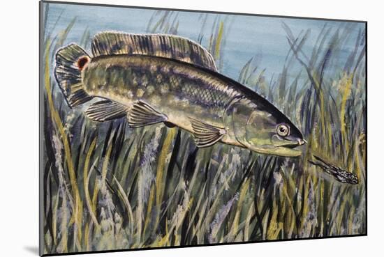 Bowfin (Amia Calva), Amiidae, Drawing-null-Mounted Giclee Print