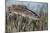 Bowfin (Amia Calva), Amiidae, Drawing-null-Mounted Giclee Print