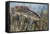 Bowfin (Amia Calva), Amiidae, Drawing-null-Framed Stretched Canvas