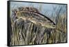 Bowfin (Amia Calva), Amiidae, Drawing-null-Framed Stretched Canvas