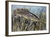 Bowfin (Amia Calva), Amiidae, Drawing-null-Framed Giclee Print