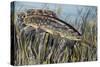 Bowfin (Amia Calva), Amiidae, Drawing-null-Stretched Canvas