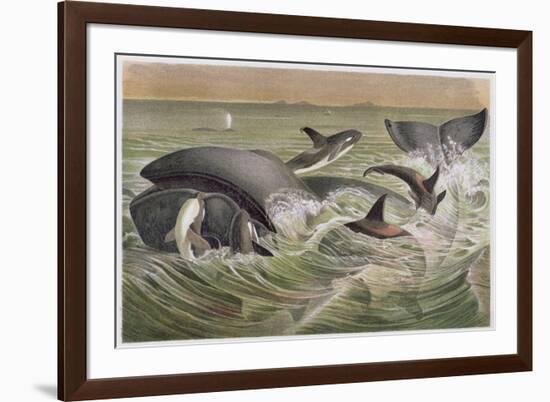 Bowhead and Killer Whales, Plate from "Brehms Tierleben: Allgemeine Kunde Des Tierreichs", Vol.3,…-German School-Framed Giclee Print