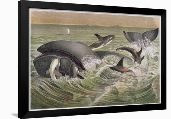 Bowhead and Killer Whales, Plate from "Brehms Tierleben: Allgemeine Kunde Des Tierreichs", Vol.3,…-German School-Framed Giclee Print