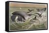 Bowhead and Killer Whales, Plate from "Brehms Tierleben: Allgemeine Kunde Des Tierreichs", Vol.3,…-German School-Framed Stretched Canvas