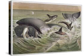 Bowhead and Killer Whales, Plate from "Brehms Tierleben: Allgemeine Kunde Des Tierreichs", Vol.3,…-German School-Stretched Canvas