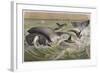 Bowhead and Killer Whales, Plate from "Brehms Tierleben: Allgemeine Kunde Des Tierreichs", Vol.3,…-German School-Framed Giclee Print