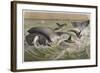 Bowhead and Killer Whales, Plate from "Brehms Tierleben: Allgemeine Kunde Des Tierreichs", Vol.3,…-German School-Framed Giclee Print