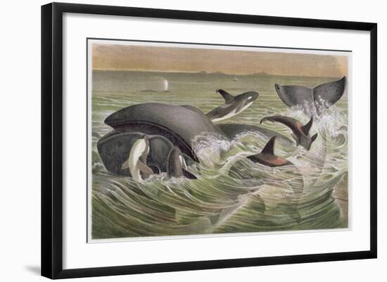 Bowhead and Killer Whales, Plate from "Brehms Tierleben: Allgemeine Kunde Des Tierreichs", Vol.3,…-German School-Framed Giclee Print