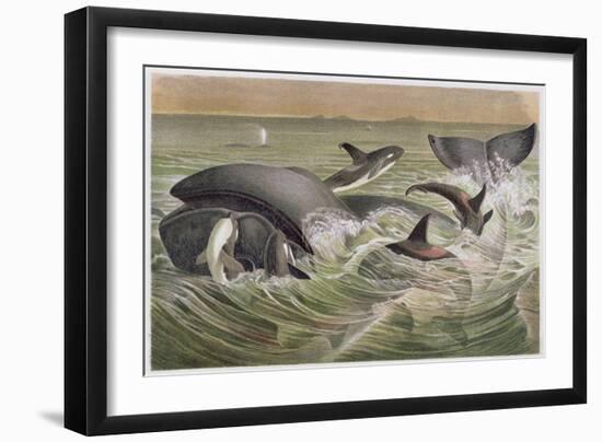 Bowhead and Killer Whales, Plate from "Brehms Tierleben: Allgemeine Kunde Des Tierreichs", Vol.3,…-German School-Framed Premium Giclee Print