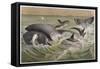 Bowhead and Killer Whales, Plate from "Brehms Tierleben: Allgemeine Kunde Des Tierreichs", Vol.3,…-German School-Framed Stretched Canvas