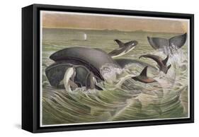 Bowhead and Killer Whales, Plate from "Brehms Tierleben: Allgemeine Kunde Des Tierreichs", Vol.3,…-German School-Framed Stretched Canvas