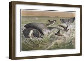 Bowhead and Killer Whales, Plate from "Brehms Tierleben: Allgemeine Kunde Des Tierreichs", Vol.3,…-German School-Framed Giclee Print