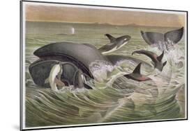 Bowhead and Killer Whales, Plate from "Brehms Tierleben: Allgemeine Kunde Des Tierreichs", Vol.3,…-German School-Mounted Giclee Print