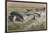 Bowhead and Killer Whales, Plate from "Brehms Tierleben: Allgemeine Kunde Des Tierreichs", Vol.3,…-German School-Framed Giclee Print