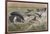 Bowhead and Killer Whales, Plate from "Brehms Tierleben: Allgemeine Kunde Des Tierreichs", Vol.3,…-German School-Framed Giclee Print