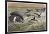 Bowhead and Killer Whales, Plate from "Brehms Tierleben: Allgemeine Kunde Des Tierreichs", Vol.3,…-German School-Framed Giclee Print