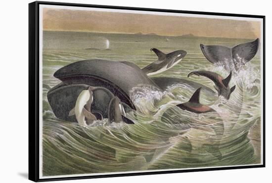 Bowhead and Killer Whales, Plate from "Brehms Tierleben: Allgemeine Kunde Des Tierreichs", Vol.3,…-German School-Framed Stretched Canvas