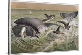 Bowhead and Killer Whales, Plate from "Brehms Tierleben: Allgemeine Kunde Des Tierreichs", Vol.3,…-German School-Stretched Canvas