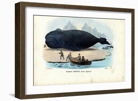 Bowhead Whale, 1863-79-Raimundo Petraroja-Framed Giclee Print