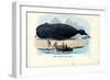 Bowhead Whale, 1863-79-Raimundo Petraroja-Framed Giclee Print