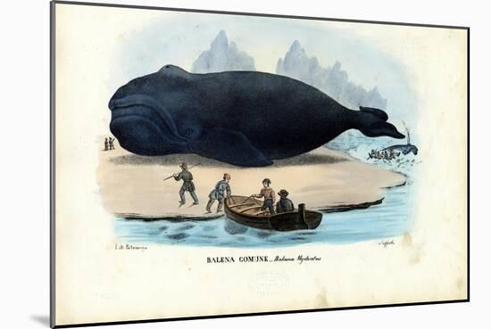 Bowhead Whale, 1863-79-Raimundo Petraroja-Mounted Giclee Print