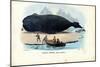 Bowhead Whale, 1863-79-Raimundo Petraroja-Mounted Giclee Print