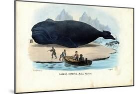 Bowhead Whale, 1863-79-Raimundo Petraroja-Mounted Giclee Print