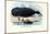 Bowhead Whale, 1863-79-Raimundo Petraroja-Mounted Giclee Print