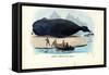 Bowhead Whale, 1863-79-Raimundo Petraroja-Framed Stretched Canvas
