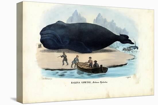Bowhead Whale, 1863-79-Raimundo Petraroja-Stretched Canvas