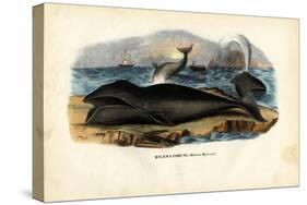 Bowhead Whale, 1863-79-Raimundo Petraroja-Stretched Canvas