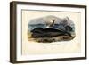 Bowhead Whale, 1863-79-Raimundo Petraroja-Framed Giclee Print