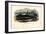 Bowhead Whale, 1863-79-Raimundo Petraroja-Framed Giclee Print