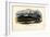 Bowhead Whale, 1863-79-Raimundo Petraroja-Framed Giclee Print