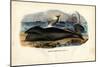 Bowhead Whale, 1863-79-Raimundo Petraroja-Mounted Giclee Print