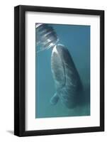 Bowhead Whale (Balaena Mysticetus) Rubbing Off Flaking Skin On The Ocean Bottom-Todd Mintz-Framed Photographic Print