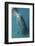 Bowhead Whale (Balaena Mysticetus) Rubbing Off Flaking Skin On The Ocean Bottom-Todd Mintz-Framed Photographic Print